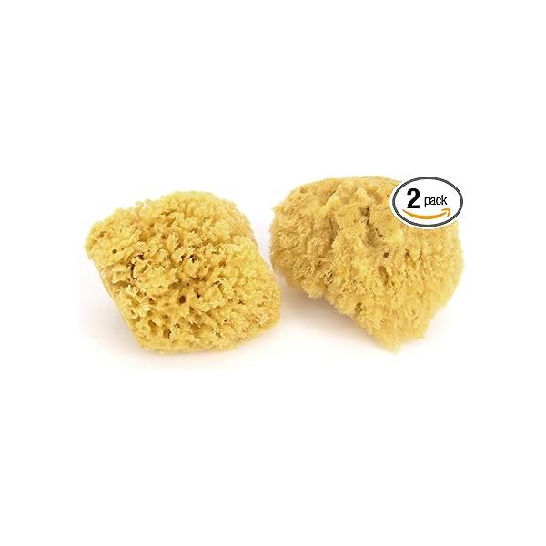 Neptune Caribbean Sea Sponge 2 Pack, Hand Cut, Small, Approx. 4-5 inches