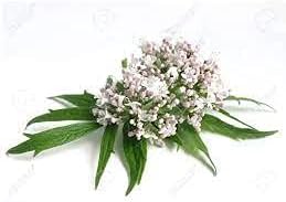 Organic Premium Valerian Root Cut Sifted 2oz The Bloomin Herb Shoppe Valeriana wallichii Fresh Potent Tea Tincture