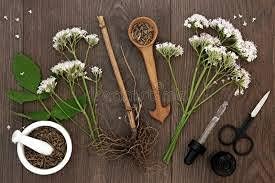 Premium Valerian Root Powder 16oz 1lb The Bloomin Herb Shoppe Valeriana Officinalis herb