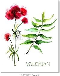 Organic Premium Valerian Root Cut Sifted 2oz The Bloomin Herb Shoppe Valeriana wallichii Fresh Potent Tea Tincture