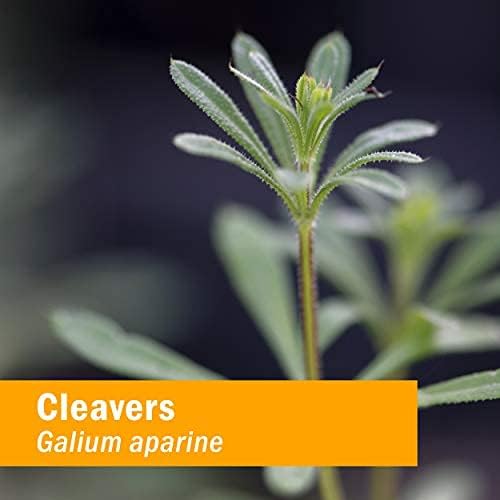 Herb Pharm Cleavers Liquid Extract - 1 Oz (DCLEAV01)