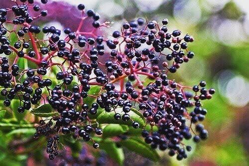 Norm's Farms Black Elderberry Wellness Syrup + Honey, Cinnamon, & Cloves - Natural Immune Support - Kosher, Gluten Free, Non-GMO - 8 Oz. Bottle