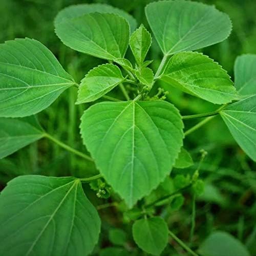 Naturals Harita Manjari Kuppaimeni/Acalypha Indica Powder/Indian Nettle - 200g