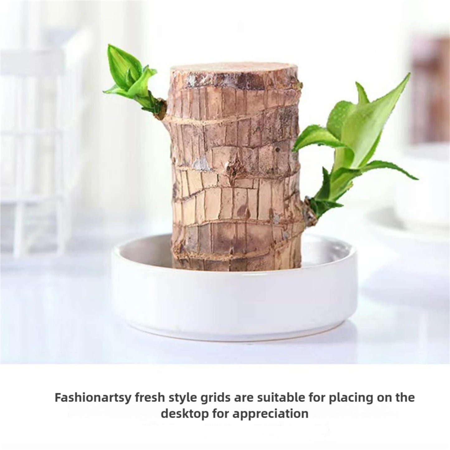 Brazilian Wood,Brazilian Lucky Wood Plant,Mini Sculpture Art,Suitable for Home, Outdoor, Office, Kitchen, Bedroom, Garden Decoration (Yellow)