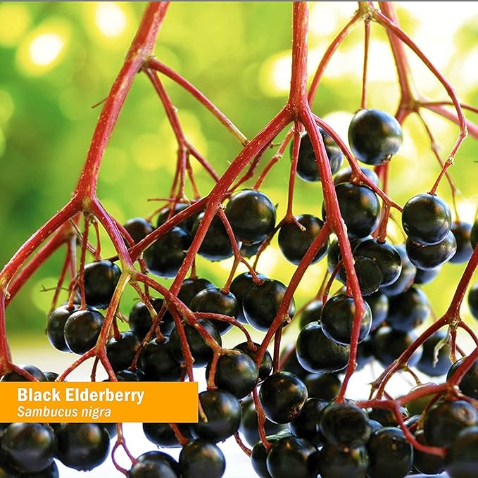 Herb Pharm Certified Organic Black Elderberry Liquid Extract for Immune System Support, Alcohol-Free Glycerite, 1 Ounce