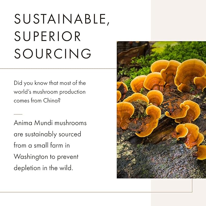Anima Mundi Apothecary Chaga Mushroom Powder - Organic Chaga Mushroom Powder - Immune System Support Supplement - Great for Tea, Coffee and More (5oz)