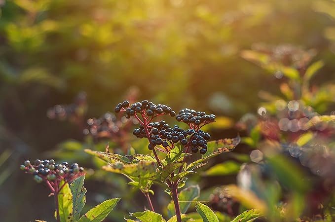 Food to Live Organic Black Elderberry Powder, 2 Pounds – Non-GMO, Made from Raw Dried Berries, Unsulfured, Vegan, Bulk, Great for Baking, Smoothies, Yogurts, No Sulphites, Contains Maltodextrin