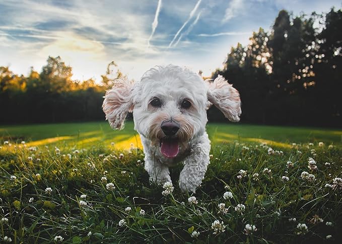 Natural Puppy Flea & Tick Treatment (4-44 lbs) | 9-Month Protection + Free Tools | Vet-Reviewed Formula