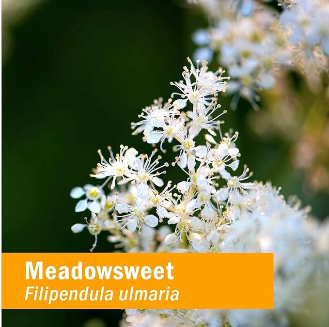 Herb Pharm Certified Organic Meadowsweet Liquid Extract for Minor Pain - 1 Ounce (DMEAD01) (Pack of 3)