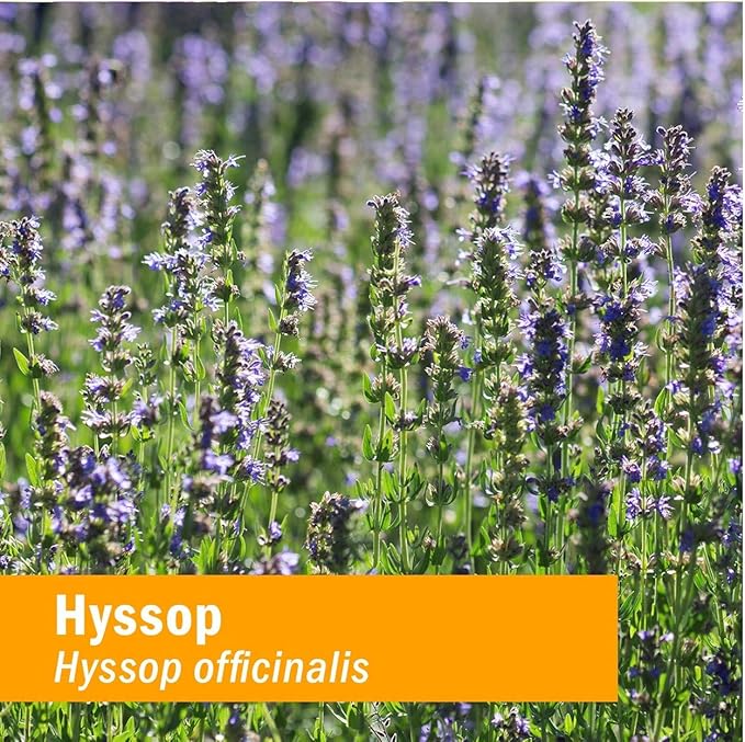 Herb Pharm Certified Organic Hyssop Liquid Extract - 1 Ounce