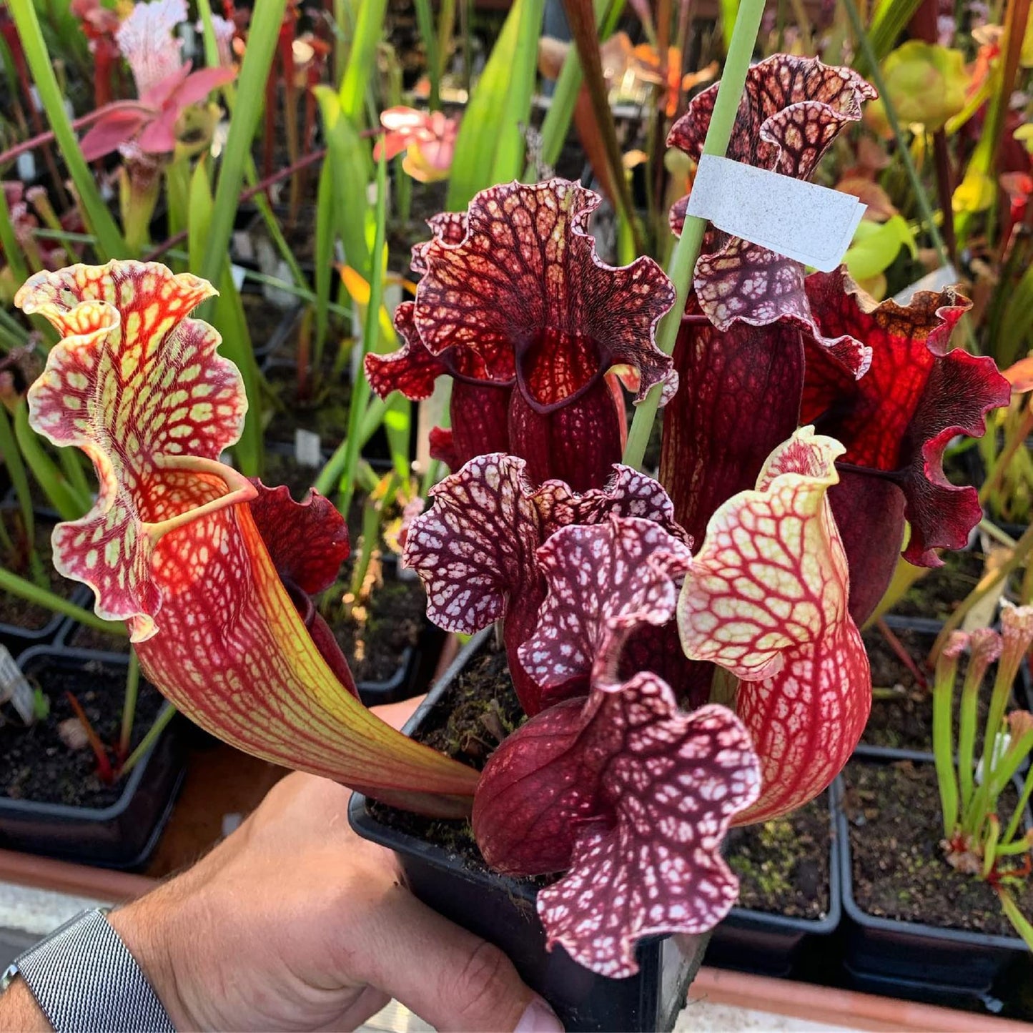 CHUXAY GARDEN Sarracenia Purpurea-Purple Pitcher Plant,Northern Pitcher Plant,Turtle Socks,Side-Saddle Flower 25 Seeds Hardy Carnivorous Plant Great for Garden