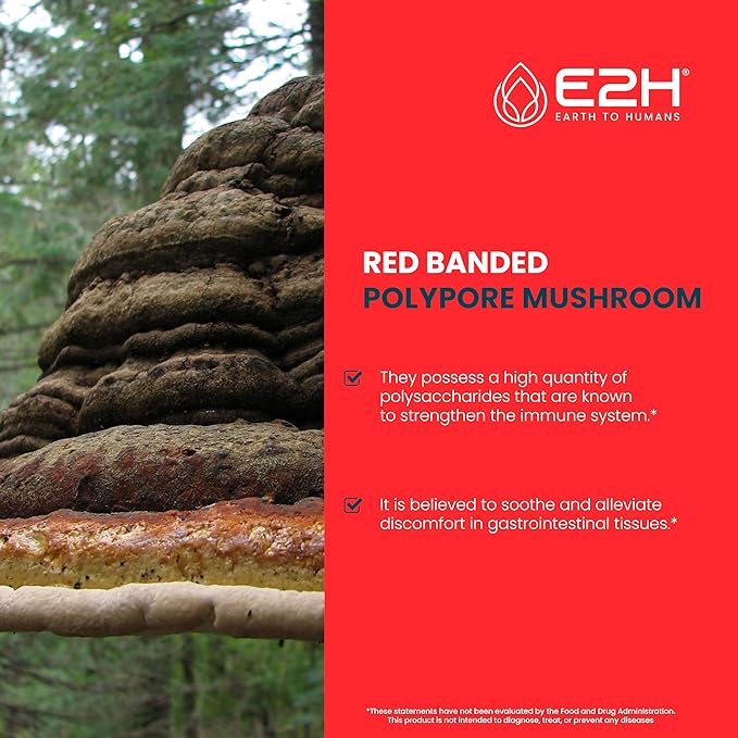 E2H Red Banded Polypore Extract - Mushroom Supplement Formula for Immune Support, Digestive Health, Energy and Natural Immunity Boost (2 Bottles)