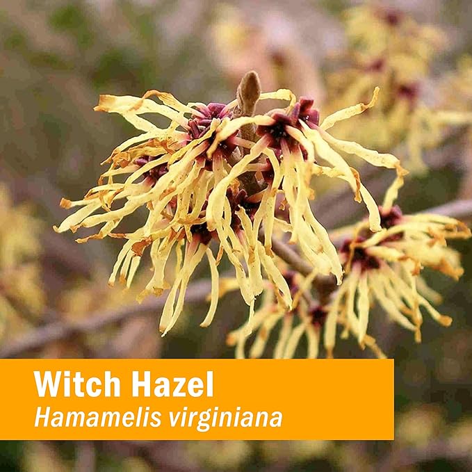 Herb Pharm Witch Hazel Liquid Extract, 1 Fl Oz (Pack of 2)