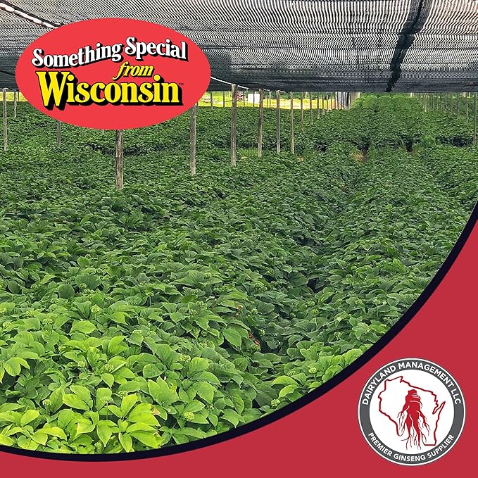 Dairyland American Ginseng Roots and Powder - 4 oz Pack Each of Wisconsin Ginseng – Direct from Farmer to Consumer 西洋参