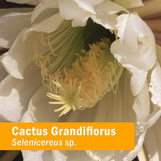 Herb Pharm Cactus Grandiflorus Liquid Extract for Cardiovascular Circulatory Support - 4 Ounce