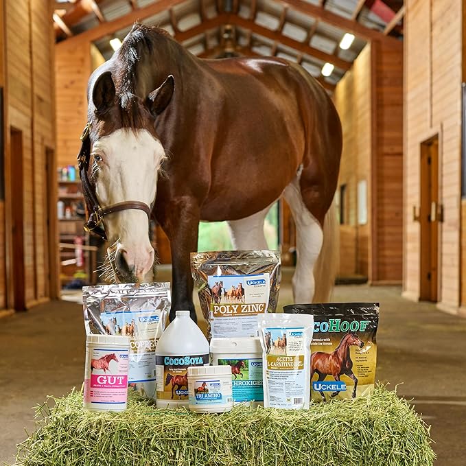 Uckele by SmartEquine GTF Chromium® Powder | Horse Metabolic Supplements, Supports Metabolic Function | 5 lb Bucket