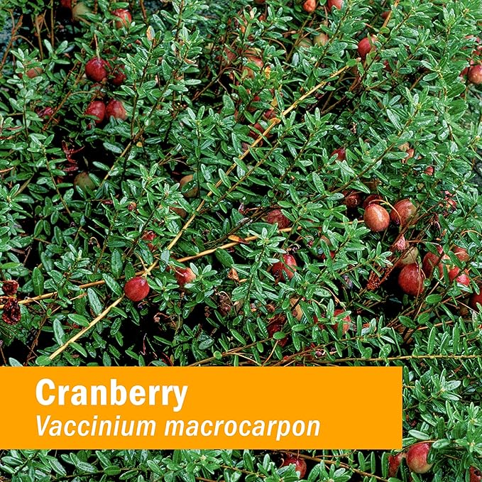 Herb Pharm Certified Organic Cranberry Liquid Extract for Urinary Tract Support - 4 Ounce