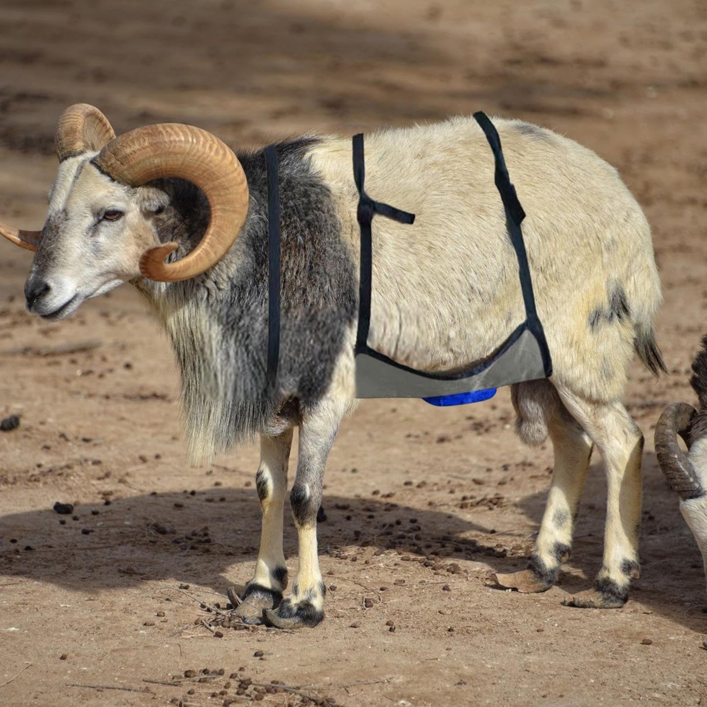 Anti Breeding Buck Apron Anti Mating Skirt with Chest Strap for Goats Sheep and Collar Breeding Control Goat Skirt Adjustable Mating for Goats Shee Blue